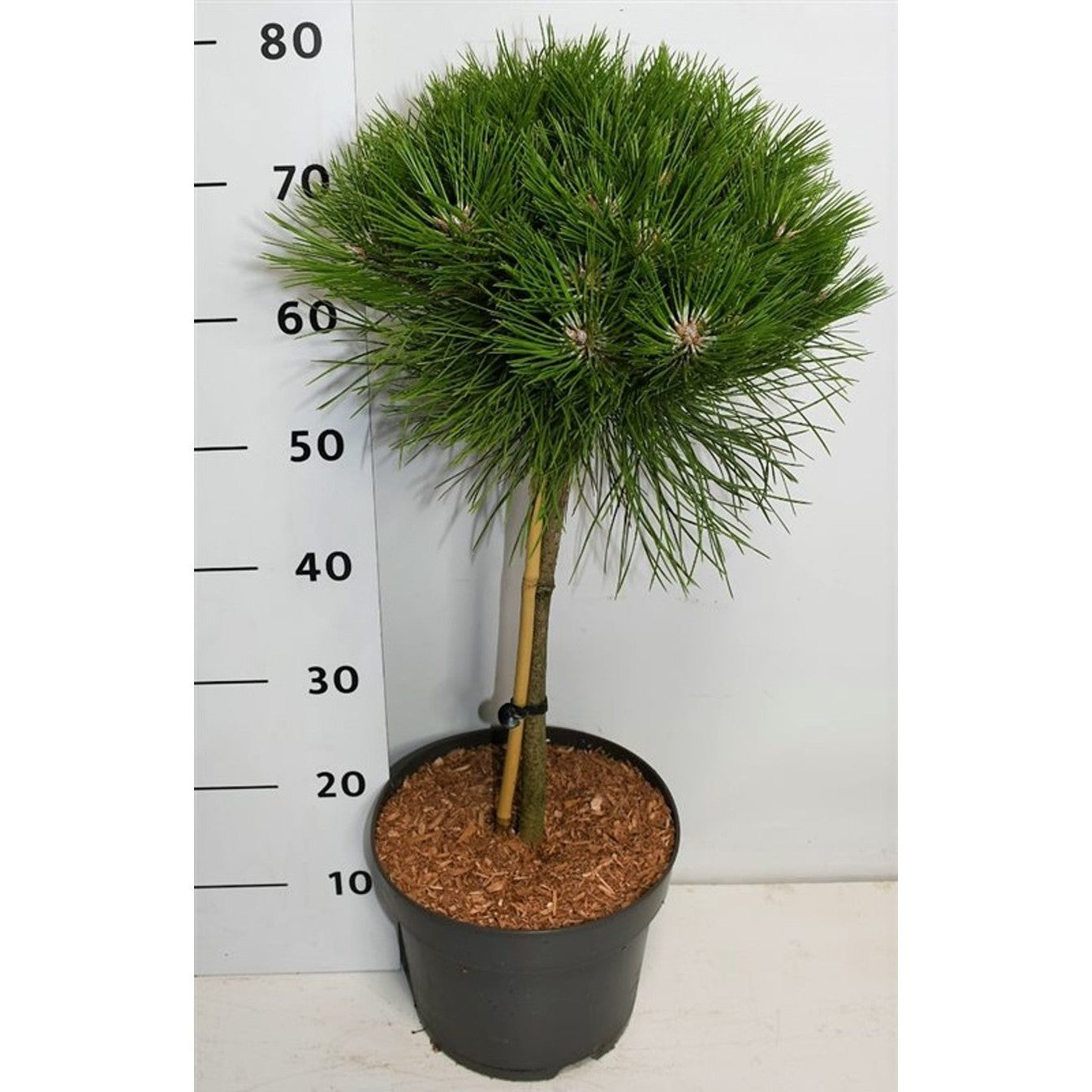 Tall – Pinus 'Marie Bregeon' - 40 CM Stem C12
